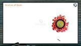 Reproduction In Organisms - Structure Of Ovum (Session 6) Reproduction In Organisms - Structure Of Ovum (Session 6)