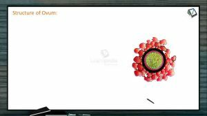 Reproduction In Organisms - Structure Of Ovum (Session 6)