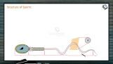 Reproduction In Organisms - Structure Of Sperm (Session 4) Reproduction In Organisms - Structure Of Sperm (Session 4)