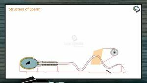 Reproduction In Organisms - Structure Of Sperm (Session 4)