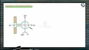 Respiration - Oxidative Phosphorylation And Inhibitors Of Ets (Session 2)