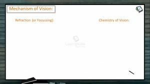 Sensory System - Mechanism Of Vision (Session 1)