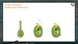 Sexual Reproduction in Flowering Plants - Double Fertilization (Session 4) Sexual Reproduction in Flowering Plants - Double Fertilization (Session 4)