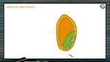 Sexual Reproduction in Flowering Plants - Monocot Seed (Grain) (Session 5) Sexual Reproduction in Flowering Plants - Monocot Seed (Grain) (Session 5)