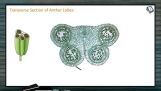 Sexual Reproduction in Flowering Plants - Transverse Section Of Anther Lobes (Session 1) Sexual Reproduction in Flowering Plants - Transverse Section Of Anther Lobes (Session 1)
