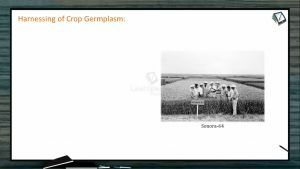 Strategies For Enhancement in Food Production - Harnessing Of Crop Germplasm (Session 4)