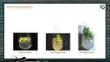 Strategies For Enhancement in Food Production - Micropropagation (Session 1) Strategies For Enhancement in Food Production - Micropropagation (Session 1)