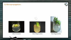 Strategies For Enhancement in Food Production - Micropropagation (Session 1)