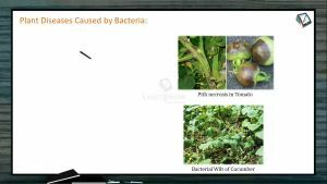 Strategies For Enhancement in Food Production - Plant Diseases Caused By Bacteria (Session 3)
