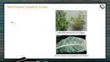 Strategies For Enhancement in Food Production - Plant Diseases Caused By Viruses (Session 3) Strategies For Enhancement in Food Production - Plant Diseases Caused By Viruses (Session 3)