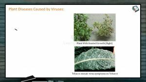 Strategies For Enhancement in Food Production - Plant Diseases Caused By Viruses (Session 3)