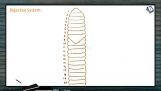 Structural Organisation in Animals - Digestive System In Earthworm (Session 3) Structural Organisation in Animals - Digestive System In Earthworm (Session 3)