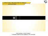 Structural Organisation in Animals - Muscular Tissue (Session 2) Structural Organisation in Animals - Muscular Tissue (Session 2)