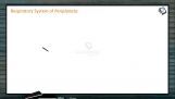 Structural Organisation in Animals - Respiratory System Of Periplaneta Americana (Session 4) Structural Organisation in Animals - Respiratory System Of Periplaneta Americana (Session 4)
